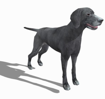 精品动物模型-狗 (4)